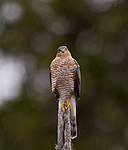 BB 11 0193 / Accipiter nisus / Spurvehauk